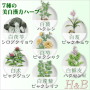 【H&B】佰草集Herborist　新七白美白泥マスク