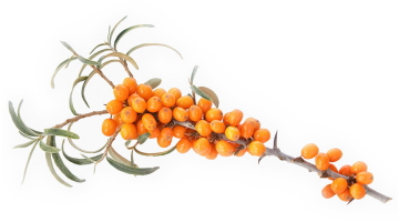 中国化粧品用語集「沙棘（サジー）」