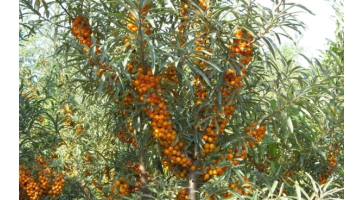 中国化粧品用語集「沙棘（サジー）」